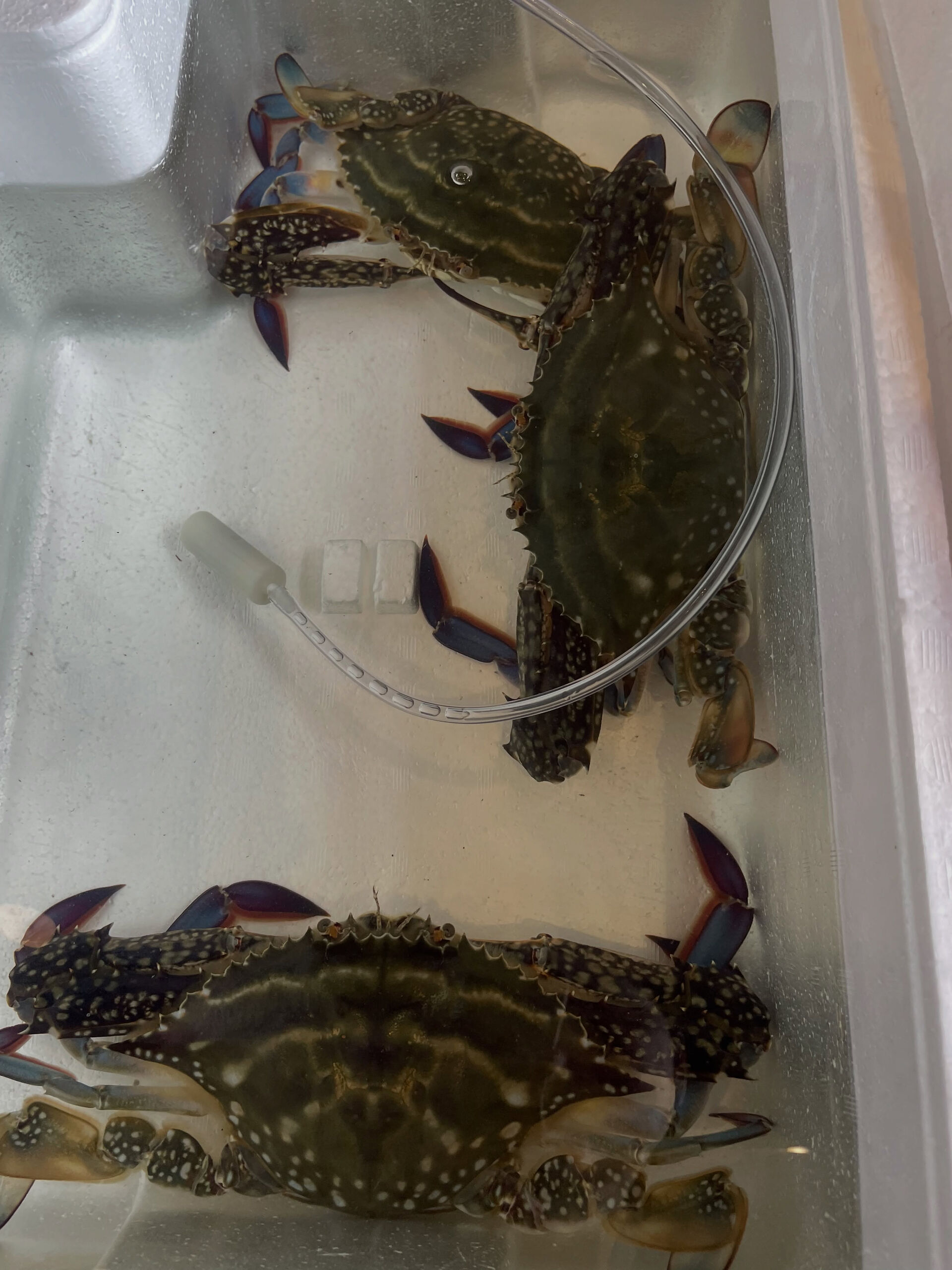 【本日の仕入れ】