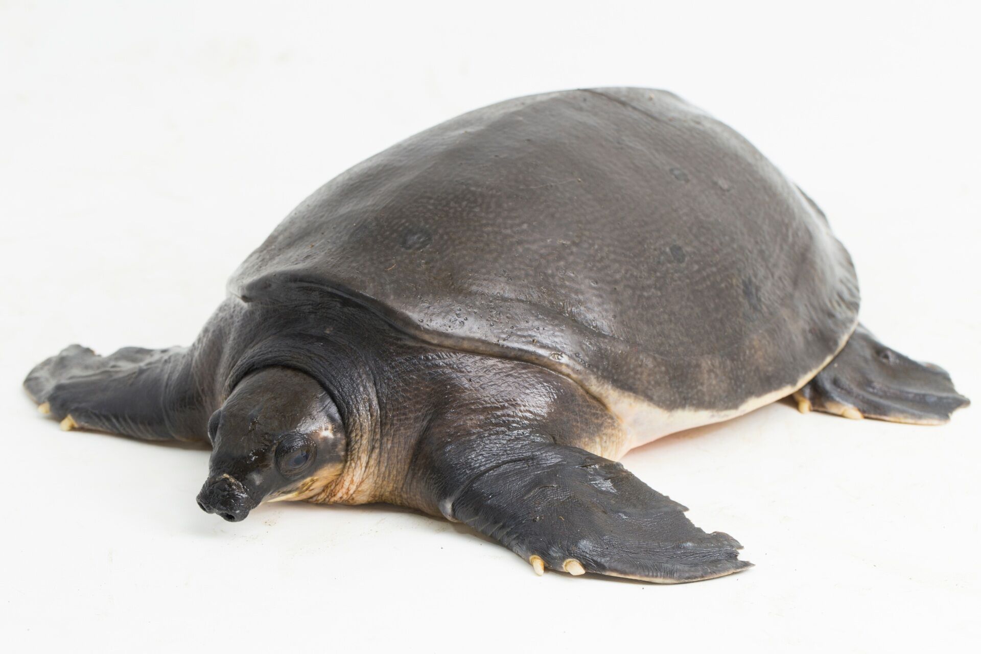 すっぽん